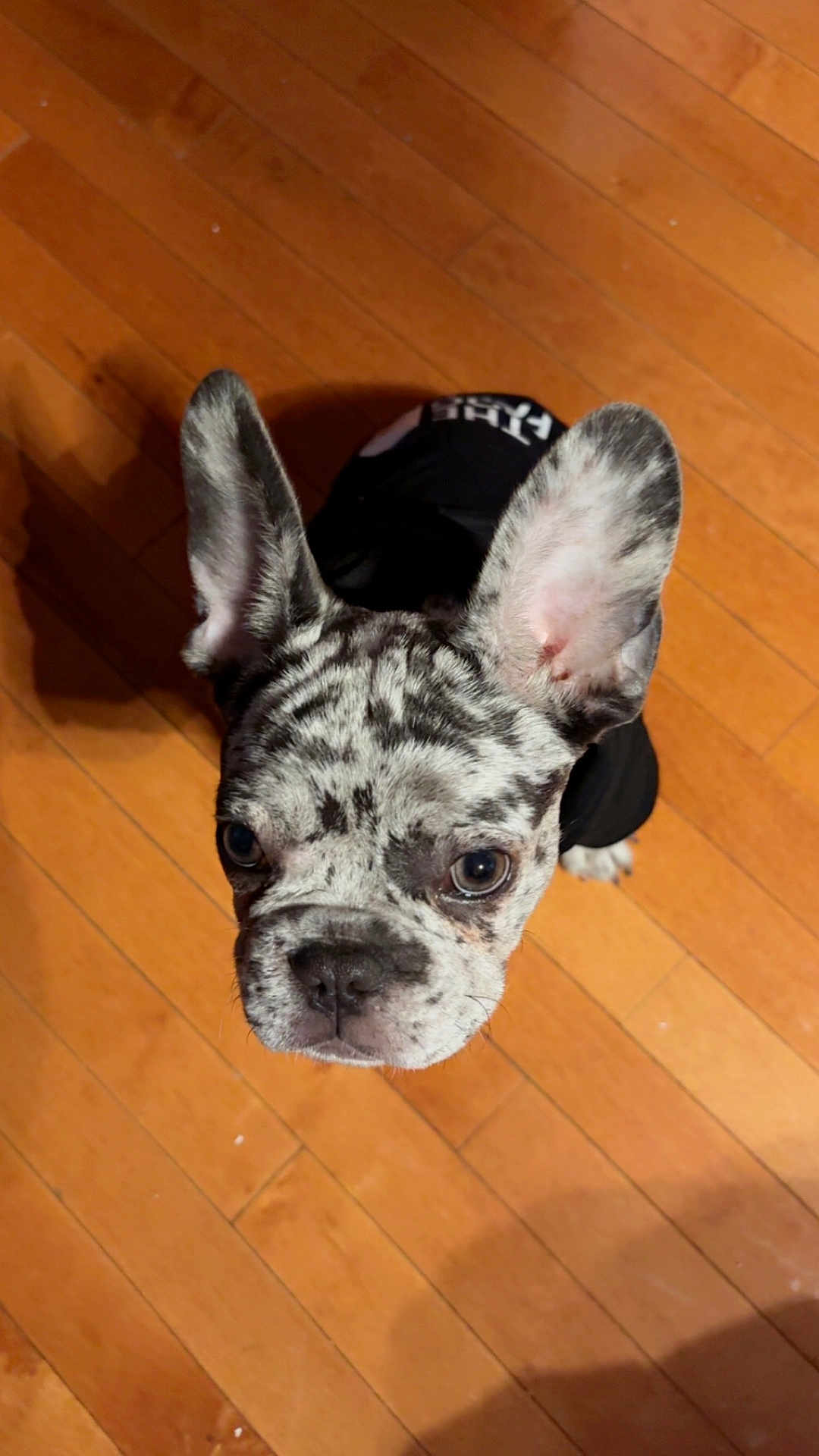 Oreo is registered to the contest to win money with this photo: dog, french_bulldog, puppy, merle, ears, floor, wooden_floor, pet, canine, looking_up, black_shirt, domestic_animal, indoor, adorable, young_dog, fur, small_dog, companion, cute, animal
