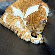 Goobert joined the competition — help win amazing prizes! cat, ginger_cat, sleeping, curled_up, couch, leather, paws, fur, whiskers, nap, pet, indoor, cozy, feline, closeup, portrait, home, relaxed, tabby, curled_paws