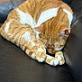 cat, ginger_cat, sleeping, curled_up, couch, leather, paws, fur, whiskers, nap, pet, indoor, cozy, feline, closeup, portrait, home, relaxed, tabby, curled_paws