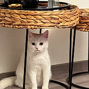 Gattous participe au concours pour gagner de l'argent avec cette photo : cat, white_cat, indoor, floor, wicker_table, metal_legs, curious, sitting, pet, feline, fur, quiet, home, wooden_floor, round_eyes, animal, domestic, resting, neutral_background, cute