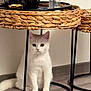 cat, white_cat, indoor, floor, wicker_table, metal_legs, curious, sitting, pet, feline, fur, quiet, home, wooden_floor, round_eyes, animal, domestic, resting, neutral_background, cute