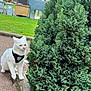 Gattous participe au concours pour gagner de l'argent avec cette photo : cat, white_cat, animal, outdoor, greenery, bush, grass, harness, curious, pavement, nature, pet, feline, daylight, garden, leisure, small_animal, walking, park, quiet