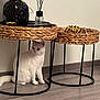 Gattous participe au concours pour gagner de l'argent avec cette photo : cat, white_cat, furniture, side_table, wicker, metal_frame, floor, wood_floor, vase, pampas_grass, reed_diffuser, decor, minimalistic, indoor, pet, domestic_animal, curious, sitting, neutral_colors, modern_style