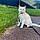 Gattous