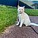 Gattous