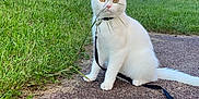 Gattous a rejoint le concours — aidez-le/la à gagner de superbes lots ! cat, white_cat, pet, leash, harness, grass, outdoor, pavement, blue_sky, fence, animal, sitting, cute, playful, nature, daylight, fur, whiskers, ears, tail