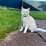 cat, white_cat, pet, leash, harness, grass, outdoor, pavement, blue_sky, fence, animal, sitting, cute, playful, nature, daylight, fur, whiskers, ears, tail
