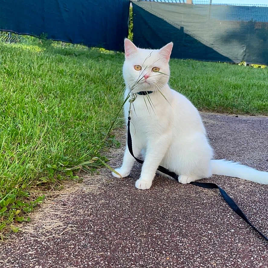 Gattous a rejoint le concours — aidez-le/la à gagner de superbes lots ! animal, blue_sky, cat, cute, daylight, ears, fence, fur, grass, harness, leash, nature, outdoor, pavement, pet, playful, sitting, tail, whiskers, white_cat