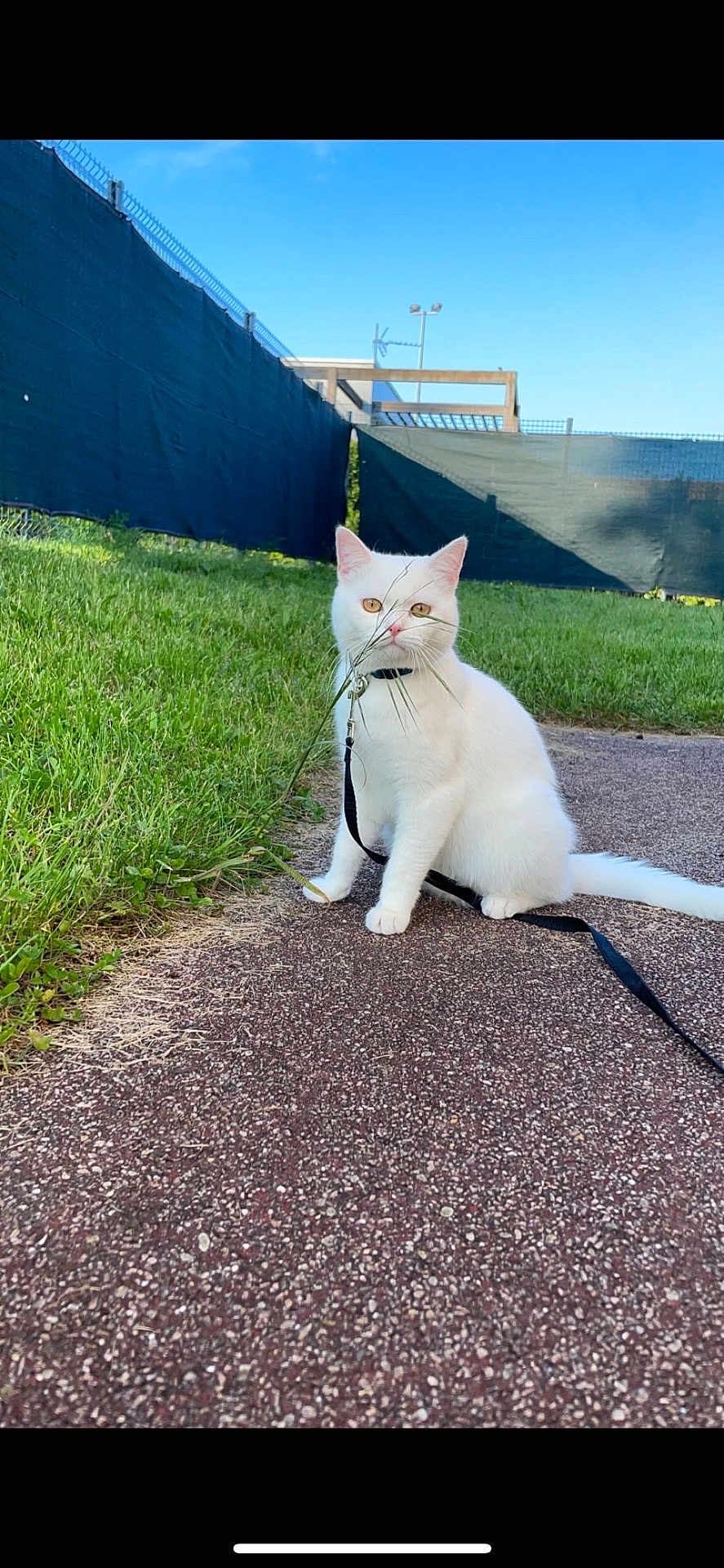 Gattous a rejoint le concours — aidez-le/la à gagner de superbes lots ! cat, white_cat, pet, leash, harness, grass, outdoor, pavement, blue_sky, fence, animal, sitting, cute, playful, nature, daylight, fur, whiskers, ears, tail