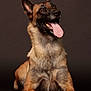 alert, animal, belgian_malinois, black_fur, brown_fur, canine, dark_background, dog, domestic_animal, ears_up, four_legs, fur, happy, laying_down, muzzle, paw, pet, portrait, studio, tongue_out