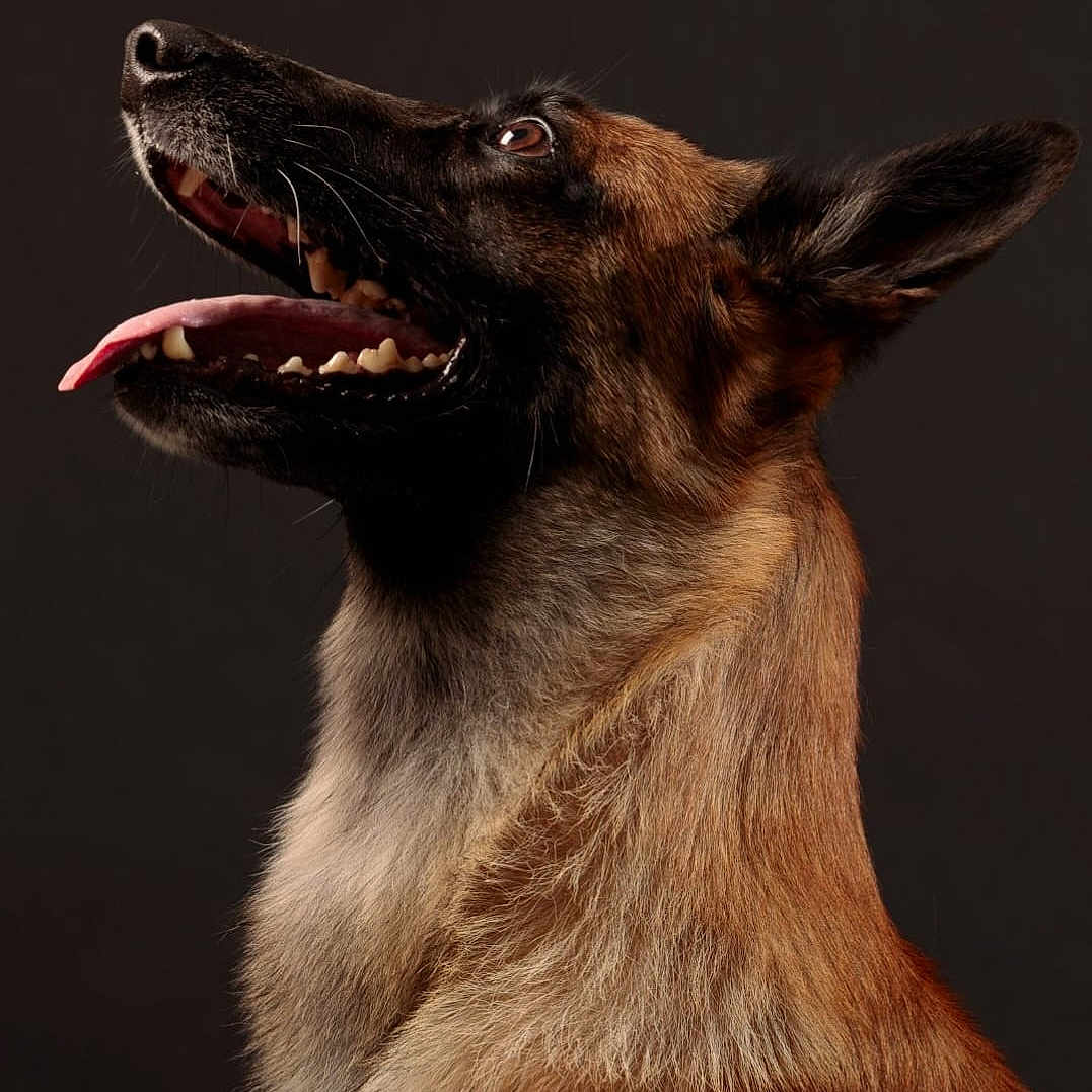 Elia a rejoint le concours — aidez-le/la à gagner de superbes lots ! animal, black, brown, canine, close_up, dog, domestic_animal, ears, expression, fur, german_shepherd, happy, looking_up, muzzle, pet, portrait, profile, side_view, studio, tongue