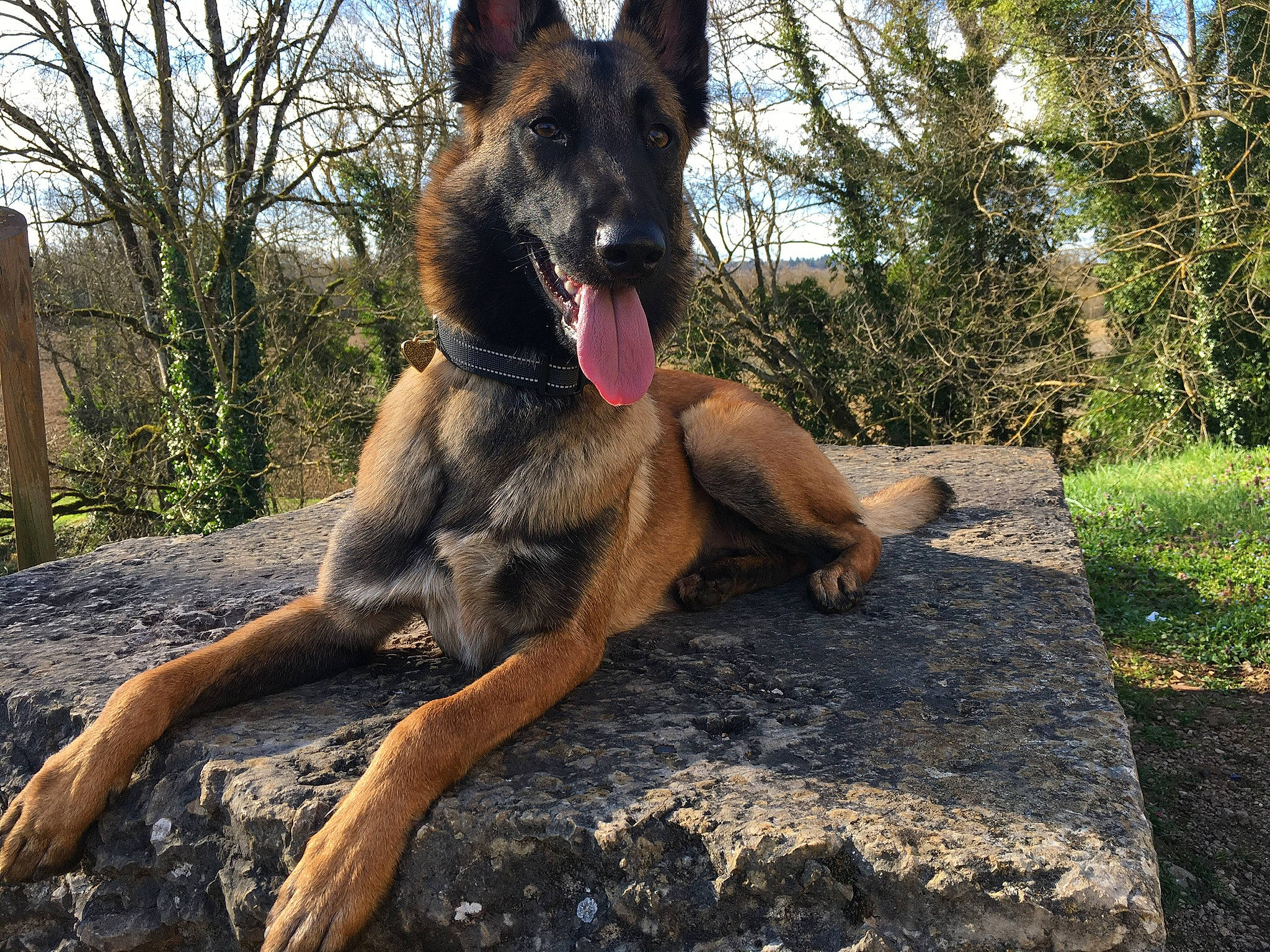 Elia a rejoint le concours — aidez-le/la à gagner de superbes lots ! australian_shepherd, canidae, canis, carnivore, dog, dog_breed, fawn, german_shepherd_dog, herding_dog, old_german_shepherd_dog, plant, sky, snout, sporting_group, tail, terrestrial_animal, tree, trunk, wood, working_animal