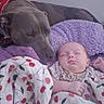 Angelia joined the competition — help win amazing prizes! baby, dog, sleeping, blanket, cherry_pattern, purple_blanket, bandana, pet, face, resting, close_up, indoor, cozy, animal, child, peaceful, companion, napping, soft, cute