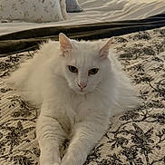 Sly joined the competition — help win amazing prizes! bed, blanket, cat, cozy, feline, flowers, fur, home, indoor, lamp, nightstand, patterned_bedding, paws, pet, pillow, portrait, quilt, relaxed, vase, white_cat