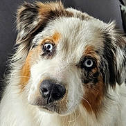 Urya participe au concours pour gagner de l'argent avec cette photo : animal, background, black, blue_eye, brown, canine, close_up, curious, dog, ears, expression, face, fluffy, fur, heterochromia, indoor, nose, pet, portrait, white