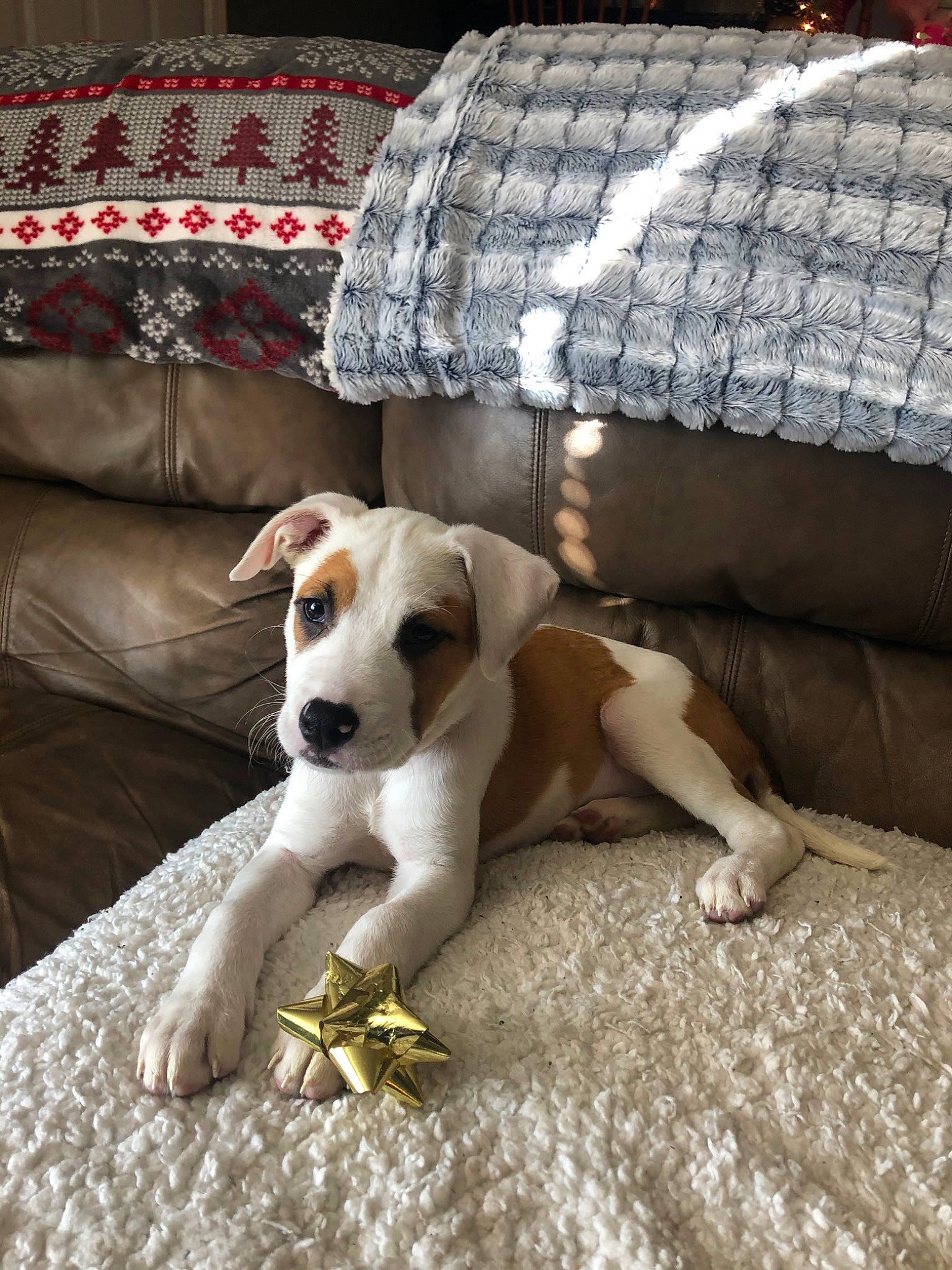 Poppy joined the competition — help win amazing prizes! canidae, carnivore, companion_dog, danish_swedish_farmdog, dog, dog_breed, fawn, feist, jack_russell_terrier, mammal, parson_russell_terrier, puppy, rare_breed_dog, sporting_group, treeing_feist, vertebrate