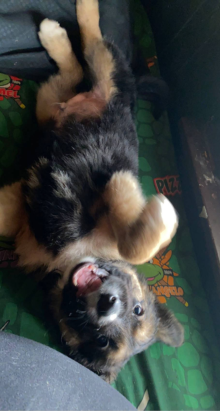 Blitz is registered to the contest to win money with this photo: canidae, carnivore, claw, comfort, companion_dog, dog, dog_breed, foot, fur, paw, puppy, sporting_group, tail, toe, whiskers, working_animal