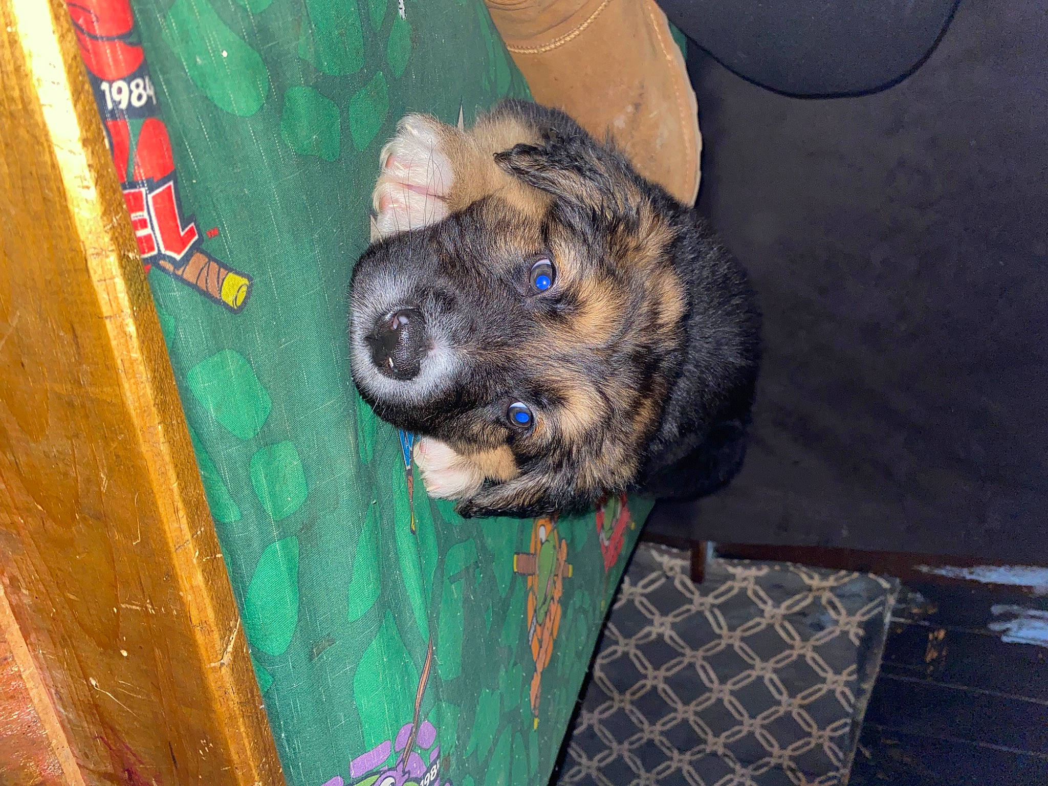 Blitz joined the competition — help win amazing prizes! canidae, carnivore, companion_dog, dog, dog_breed, dog_crate, dog_supply, fawn, flooring, fur, hardwood, liver, pattern, puppy, snout, sporting_group, terrestrial_animal, whiskers, wood, working_animal