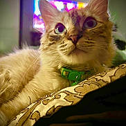 Sapphire is registered to the contest to win money with this photo: bed, big_eyes, blanket, cat, close_up, collar_tag, colorful_bokeh, cozy, curious, ears, fluffy, fur, green_collar, indoor, low_light, patterned_fabric, pet, portrait, tv_screen, whiskers