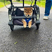Aïko participe au concours pour gagner de l'argent avec cette photo : puppy, dog, stroller, path, asphalt, person, jeans, shoes, greenery, fence, outdoor, nature, walk, pet, canine, animal, cute, daytime, casual, resting