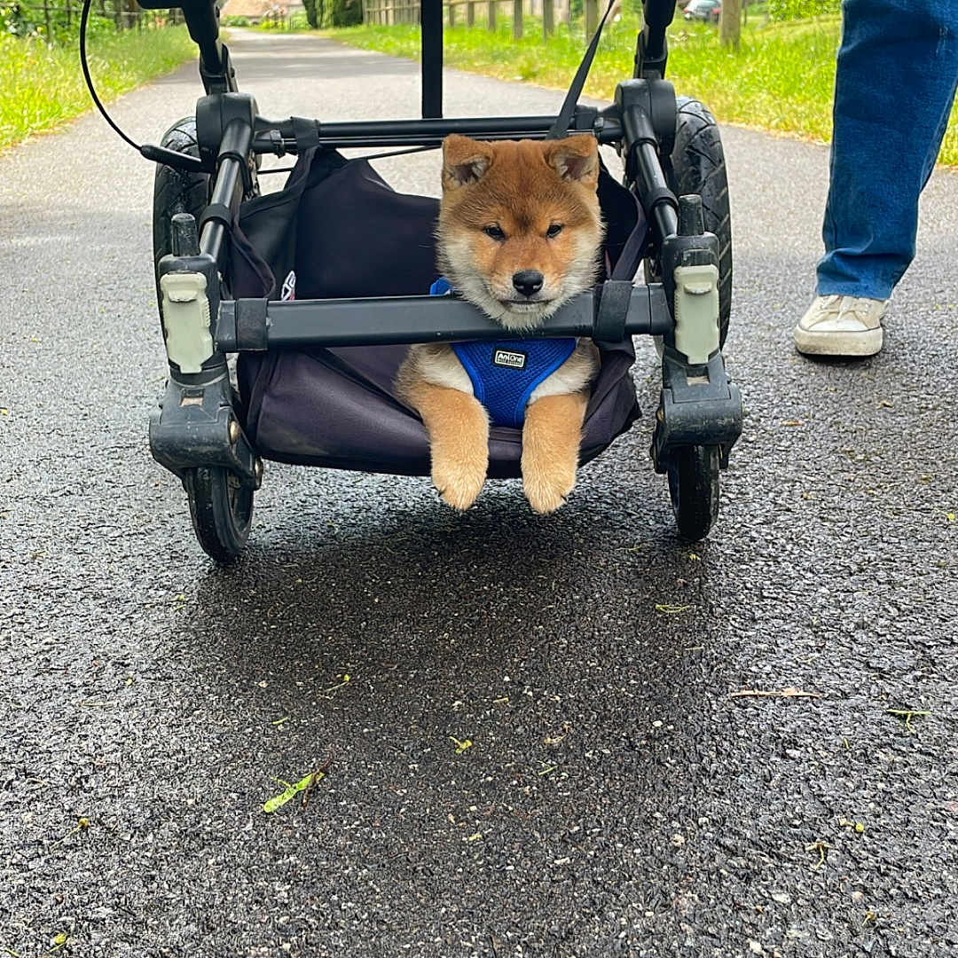 Aïko participe au concours pour gagner de l'argent avec cette photo : puppy, dog, stroller, path, asphalt, person, jeans, shoes, greenery, fence, outdoor, nature, walk, pet, canine, animal, cute, daytime, casual, resting