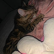 Maya a rejoint le concours — aidez-le/la à gagner de superbes lots ! abyssinian, angora, animal, armchair, blanket, bodypart, cat, chair, couch, cushion, egyptiancat, furniture, homedecor, kitten, manx, mouth, person, pet, sleeping, tongue