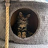 Maya participe au concours pour gagner de l'argent avec cette photo : abyssinian, animal, architecture, building, canine, cat, couch, cushion, den, furniture, homedecor, indoors, kitten, manx, outdoors, person, pet, rope, shelter, sleeping