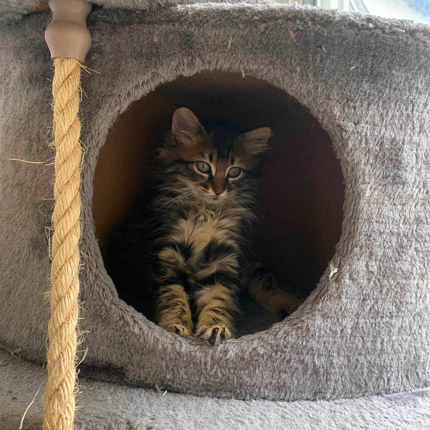Maya
