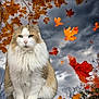 Henry is registered to the contest to win money with this photo: cat, fluffy, autumn, fall_leaves, orange_leaves, cloudy_sky, tree_branches, outdoor, nature, sky, animal, pet, fur, leaf, season, fall, weather, mood, wildlife, portrait