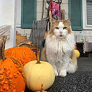 Henry joined the competition — help win amazing prizes! cat, pumpkin, porch, scarecrow, autumn, fall_decor, orange, white, fluffy, animal, outdoor, wood, rustic, decor, window, shutters, basket, plant, seasonal, cute