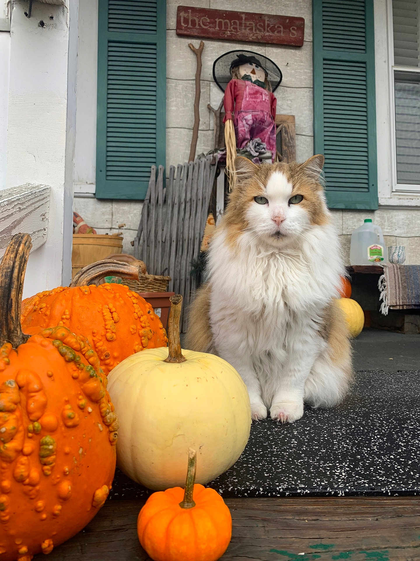 Henry joined the competition — help win amazing prizes! cat, pumpkin, porch, scarecrow, autumn, fall_decor, orange, white, fluffy, animal, outdoor, wood, rustic, decor, window, shutters, basket, plant, seasonal, cute