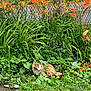 Henry is registered to the contest to win money with this photo: cat, garden, flowers, orange_flowers, greenery, plants, grass, wet_cat, outdoor, nature, fence, shrubbery, leafy, animal, pet, flora, bushes, wildlife, daylight, colorful