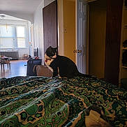 Sylvester joined the competition — help win amazing prizes! cat, bedspread, patterned, black_and_white, indoor, door, open_door, room, living_room, furniture, window, curtains, floor, radiator, table, chair, cozy, pet, collar, curious