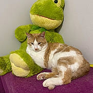 Omar joined the competition — help win amazing prizes! abyssinian, angora, animal, canine, cat, couch, cushion, dog, furniture, homedecor, indoors, kitten, manx, person, pet, plush, siamese, sleeping, teddybear, toy