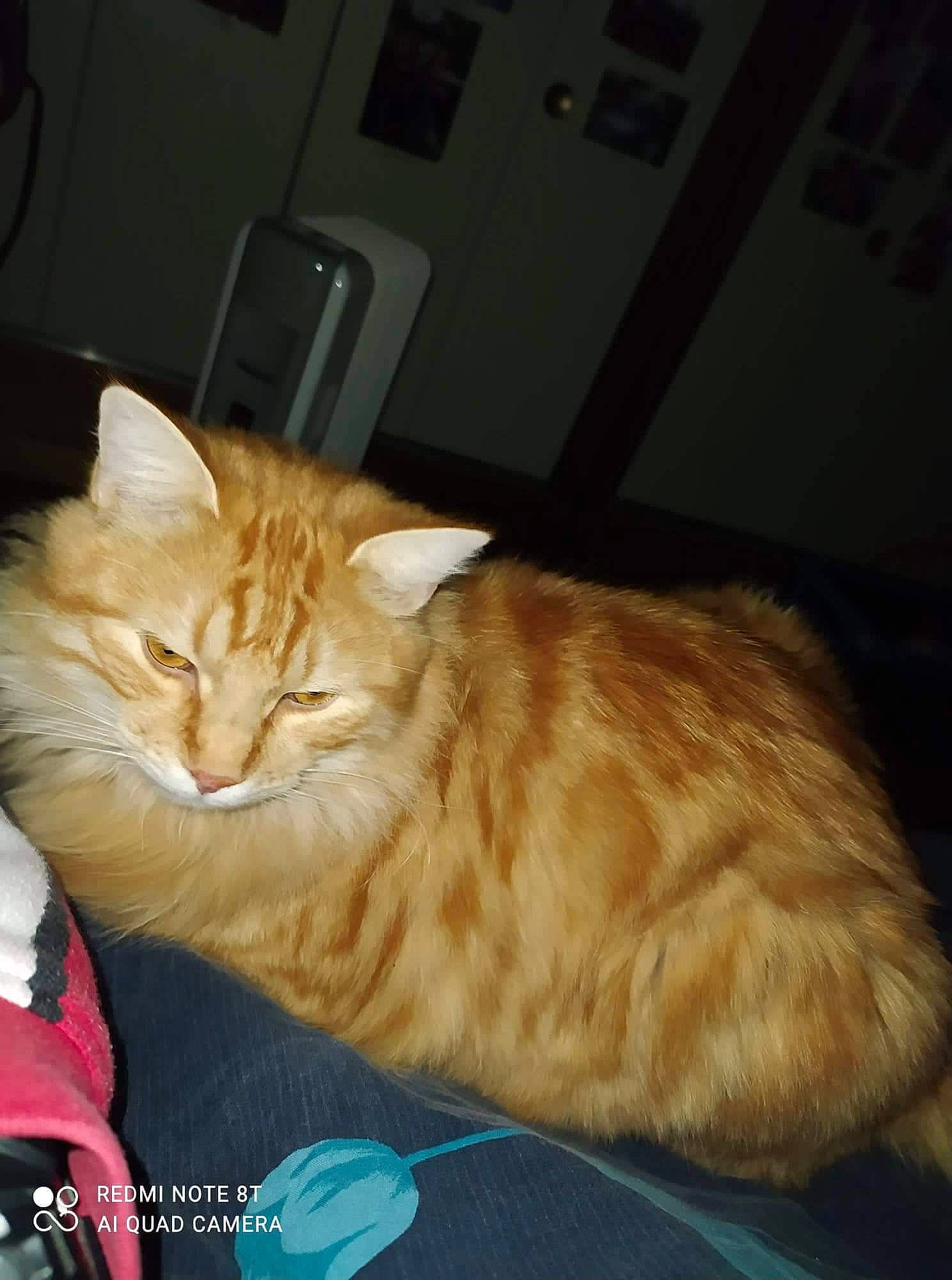 Rayan a rejoint le concours — aidez-le/la à gagner de superbes lots ! bed, box, carnivore, cat, claw, comfort, couch, domestic_short_haired_cat, ear, fawn, felidae, fur, nap, paw, small_to_medium_sized_cats, snout, tail, whiskers, window, wood