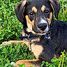 dog, outdoor, greenery, clover, collar, tag, pet, animal, grass, nature, portrait, canine, fur, ears, eyes, relaxing, resting, summer, daylight, closeup