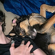 Bandit joined the competition — help win amazing prizes! dog, person, hand, sleeping, lying_down, blue_blanket, black_shirt, fur, paw, indoor, resting, closeup, companion, pet, relaxing, casual, human, animal, comfort, friendship