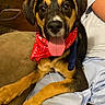 puppy, dog, bandana, red_bandana, pet, animal, canine, tongue_out, lap, person, shorts, indoor, couch, brown_couch, fur, ears, cute, happy, companion, relaxing