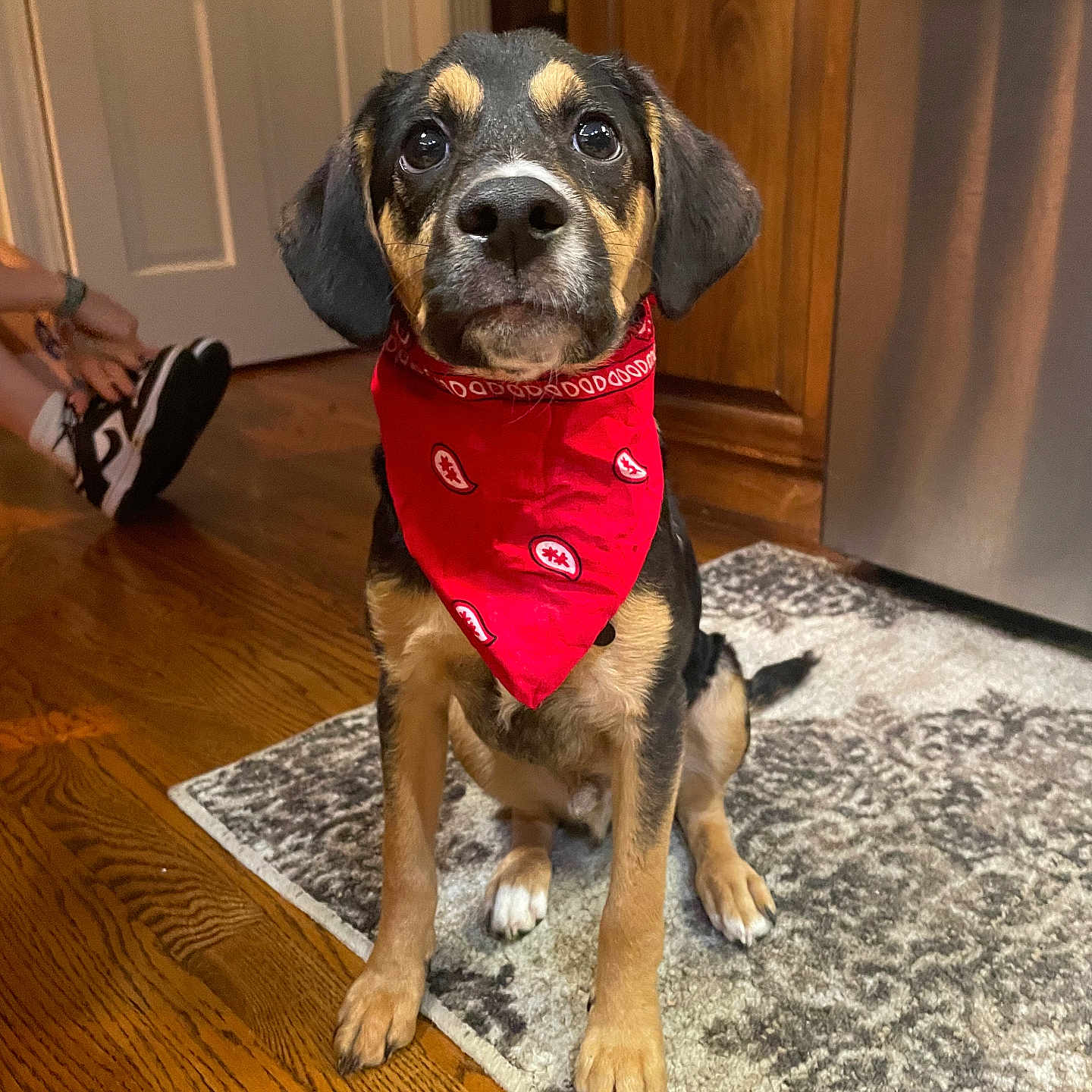 Bandit is registered to the contest to win money with this photo: accessories, animal, bandana, canine, clothing, dog, footwear, formalwear, hardwood, headband, hound, indoors, interiordesign, person, pet, puppy, shoe, strap, tie, wood