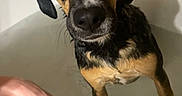 Bandit is registered to the contest to win money with this photo: animal, bath_time, bathroom, bathtub, brown_and_black, cleaning, close_up, companion, curious, dog, domestic_animal, human_hands, indoor, looking_up, mammal, pet, shampoo, tile_wall, water, wet