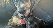 Bandit is registered to the contest to win money with this photo: accessories, animal, architecture, belt, building, canine, car, car_interior, carseat, cushion, dog, homedecor, hound, labradorretriever, outdoors, pet, puppy, shelter, transportation, vehicle