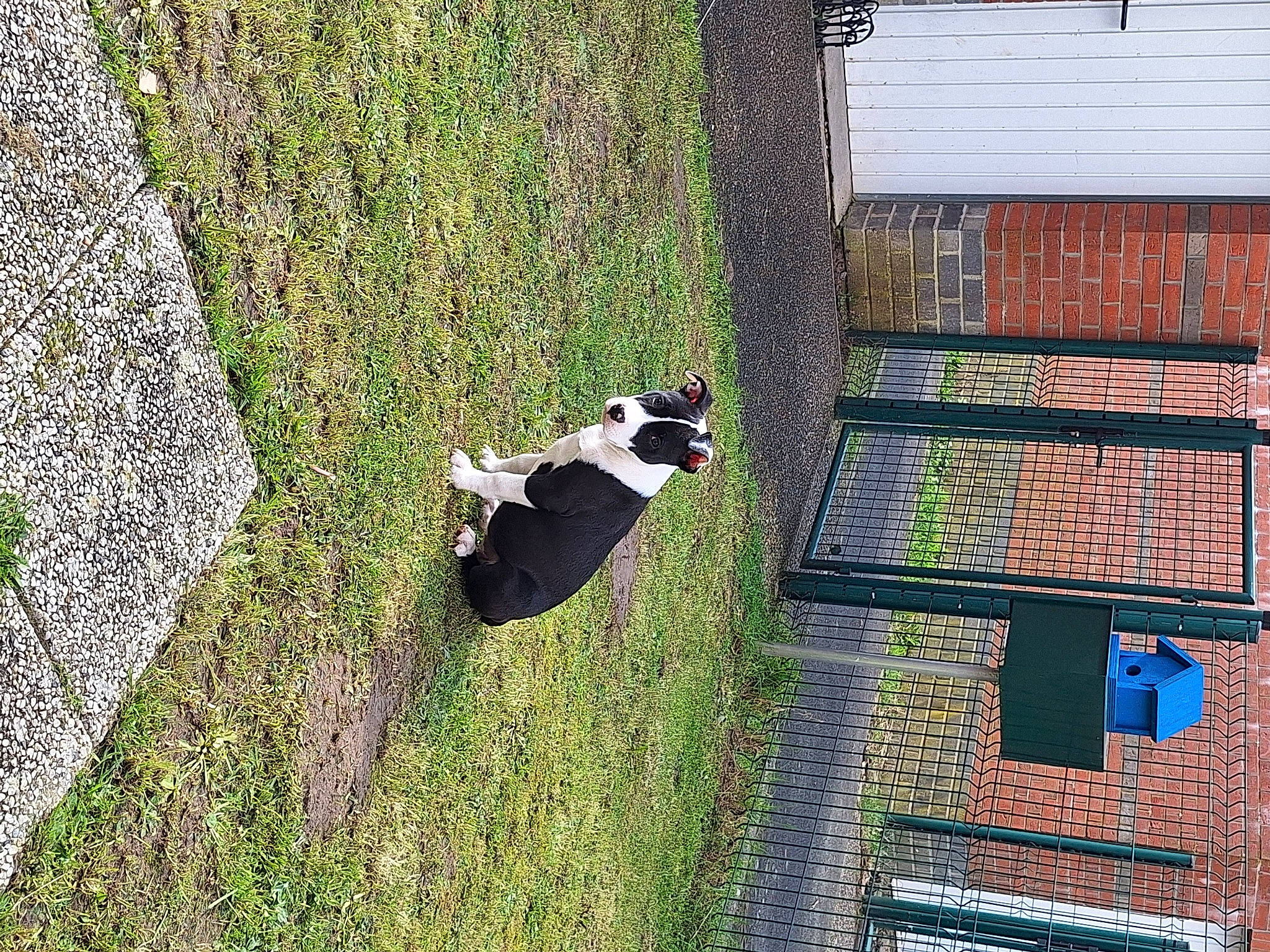 Lilo a rejoint le concours — aidez-le/la à gagner de superbes lots ! brick, brickwork, building, carnivore, dog, dog_breed, grass, groundcover, house, landscape, plant, shadow, shrub, sporting_group, tail, tints_and_shades, tree, trunk, window, wood