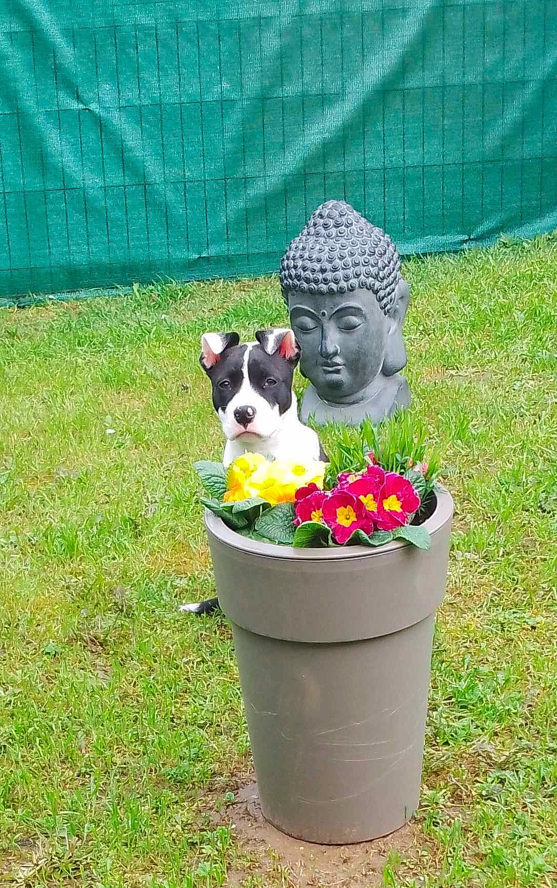 Lilo participe au concours pour gagner de l'argent avec cette photo : annual_plant, art, carnivore, companion_dog, dog, dog_breed, fawn, flower, flowerpot, garden, grass, groundcover, houseplant, lawn, mammal, petal, plant, sculpture, shrub, statue