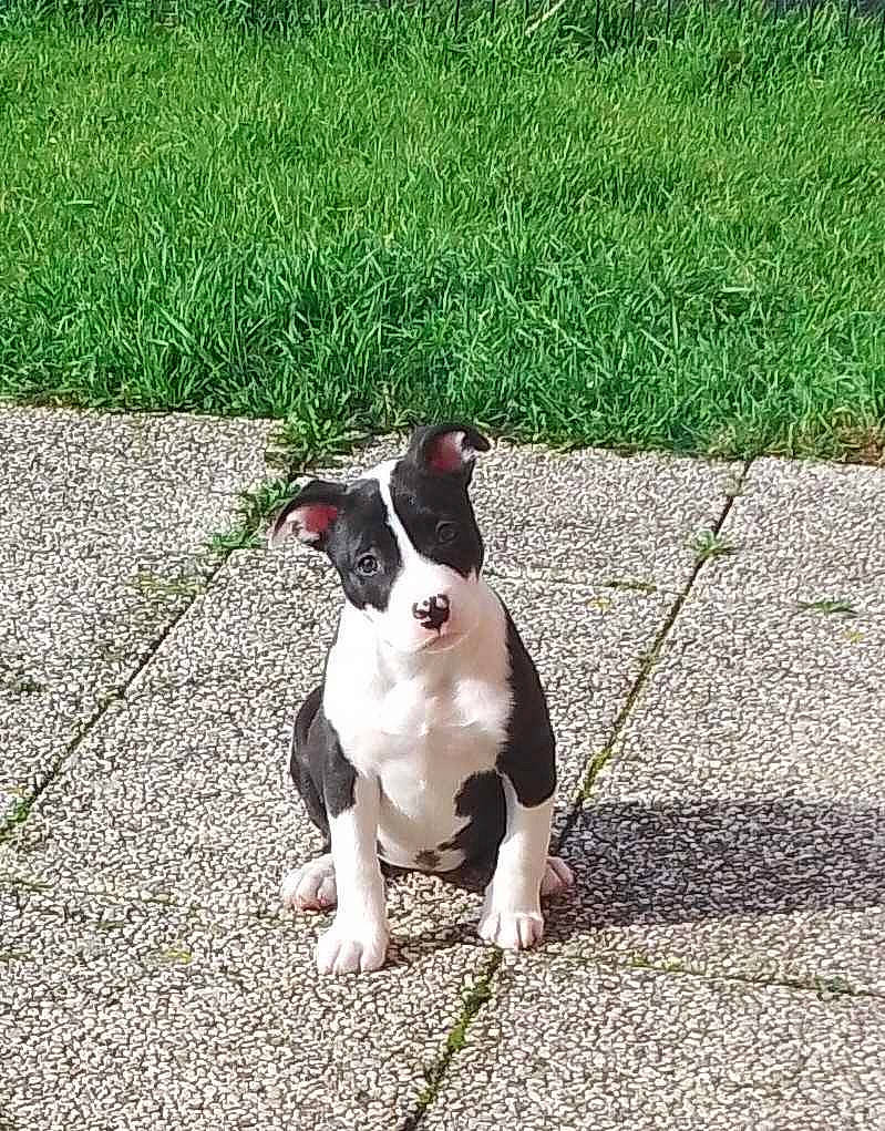 Lilo a rejoint le concours — aidez-le/la à gagner de superbes lots ! asphalt, boston_terrier, canidae, carnivore, collar, companion_dog, dog, dog_breed, dog_collar, fawn, grass, human_body, leash, plant, road_surface, sidewalk, snout, sporting_group, tail, working_animal