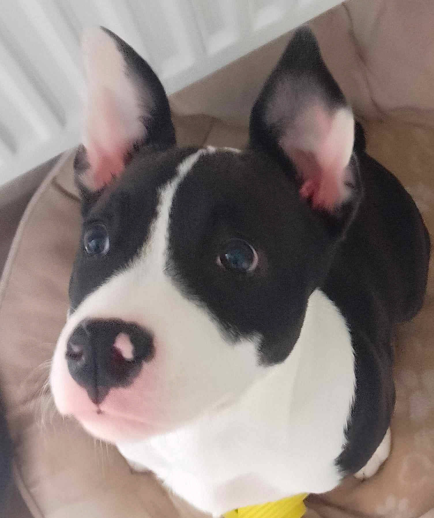 Lilo participe au concours pour gagner de l'argent avec cette photo : boston_terrier, canidae, carnivore, collar, comfort, companion_dog, dog, dog_breed, dog_collar, ear, eye, fawn, fur, head, jaw, old_english_terrier, snout, sporting_group, whiskers, working_animal