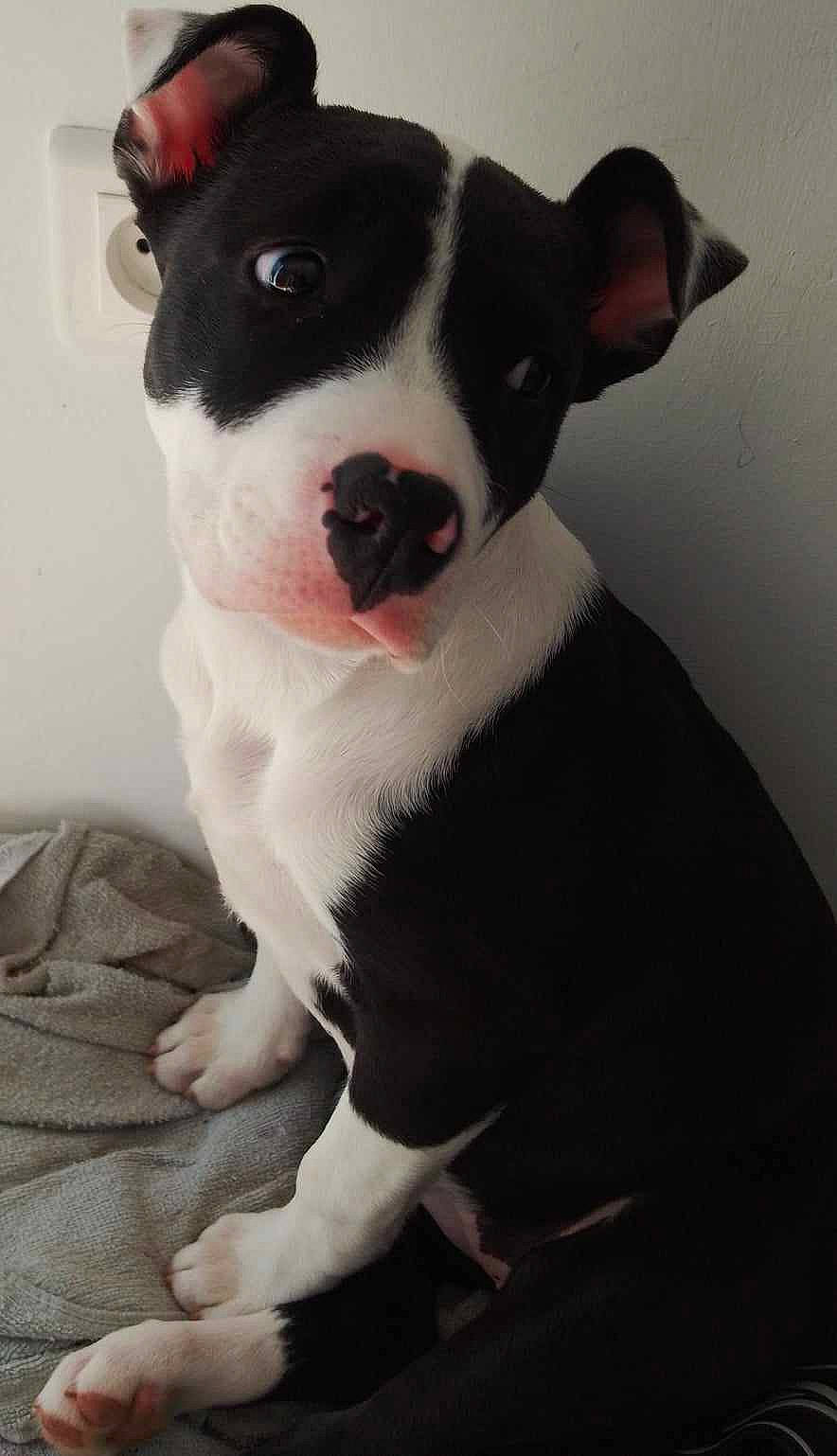 Lilo a rejoint le concours — aidez-le/la à gagner de superbes lots ! art, boston_terrier, canidae, carmine, carnivore, collar, comfort, companion_dog, dog, dog_breed, fawn, non_sporting_group, snout, sporting_group, terrestrial_animal, whiskers, working_animal