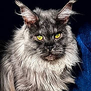 Ryu is registered to the contest to win money with this photo: cat, maine_coon, long_hair, fluffy, gray_fur, golden_eyes, green_eyes, portrait, close_up, animal, pet, whiskers, pointed_ears, fur, serious_expression, front_facing, indoor, blue_background, black_background, photography