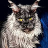 cat, maine_coon, long_hair, fluffy, gray_fur, golden_eyes, green_eyes, portrait, close_up, animal, pet, whiskers, pointed_ears, fur, serious_expression, front_facing, indoor, blue_background, black_background, photography