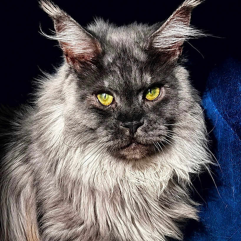 Ryu is registered to the contest to win money with this photo: cat, maine_coon, long_hair, fluffy, gray_fur, golden_eyes, green_eyes, portrait, close_up, animal, pet, whiskers, pointed_ears, fur, serious_expression, front_facing, indoor, blue_background, black_background, photography