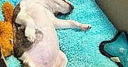 Brinlee is registered to the contest to win money with this photo: adorable, animal, blanket, box, brown, comfort, cozy, cute, dog, fur, indoor, pet, puppy, relaxed, resting, sleeping, small, soft, white, young